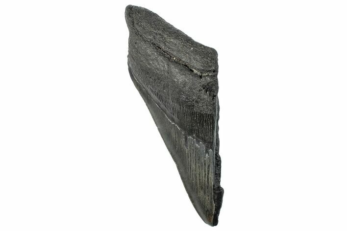 Partial Fossil Megalodon Tooth - South Carolina #296133
